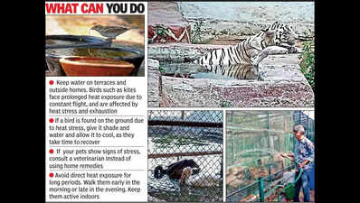 Ahmedabad zoo steps up summer care as mercury soars