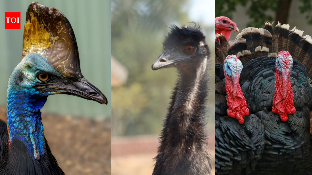 8 oiseaux modernes qui révèlent leur héritage dinosaurien ancestral