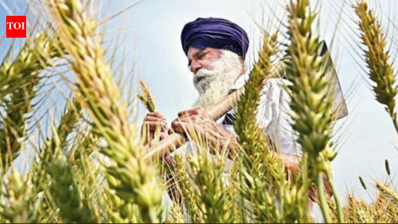 Help farmers shift from paddy to pulses, SC suggests to govt