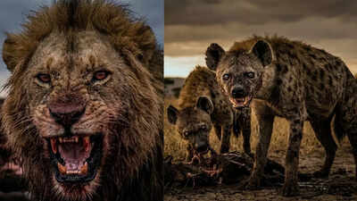 Lions vs Hyenas: Shocking survival secrets, deadly rivalries, and who really rules the African savanna