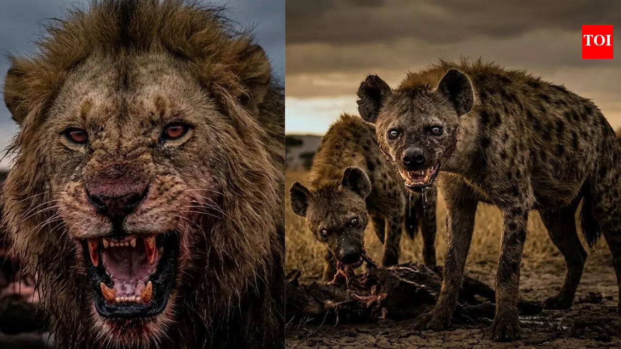 Male Lion Defends Pride From Hyenas