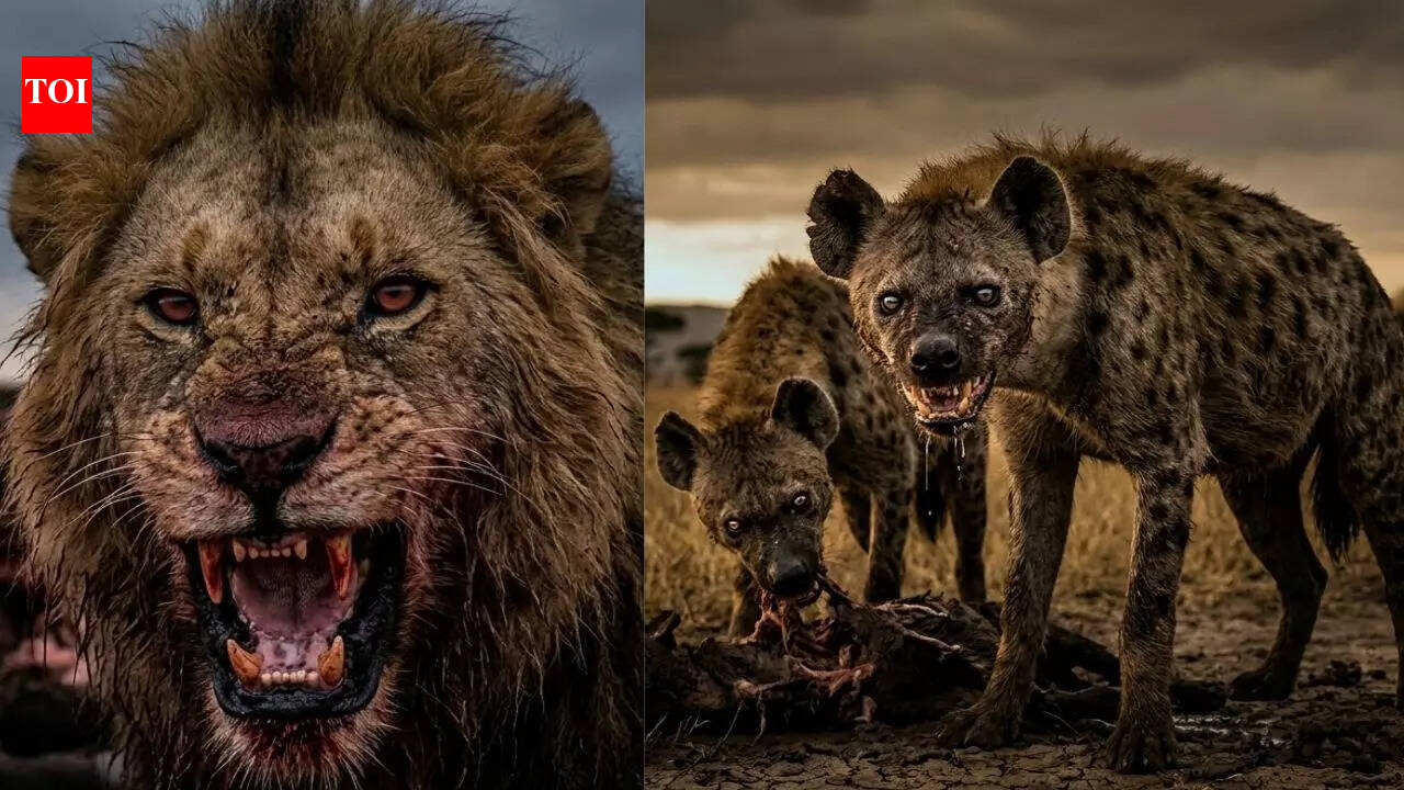 Lions vs Hyenas: Shocking survival secrets, deadly rivalries, and who really rules the African savanna