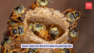  Meet the first animals ever granted legal rights