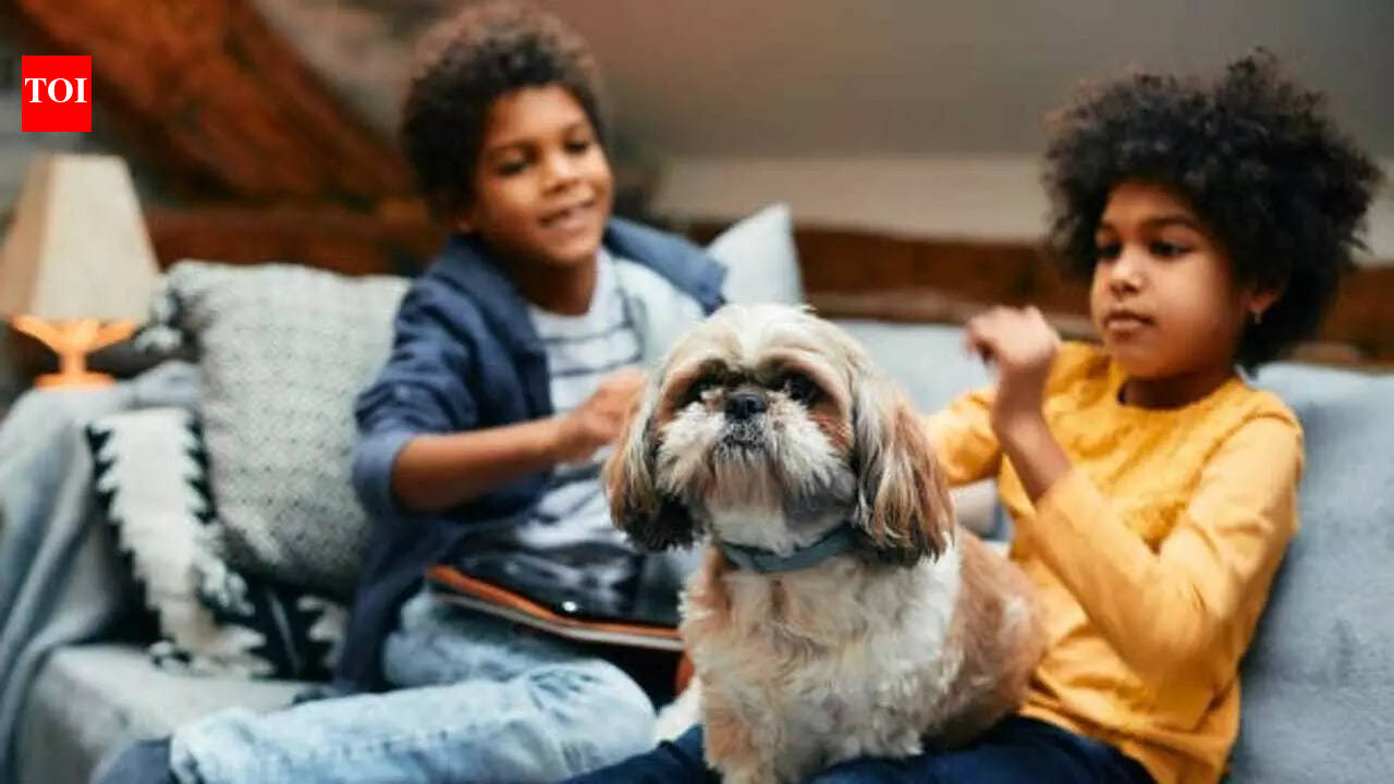 Shih Tzu: 6 reasons why this dog breed is good for children