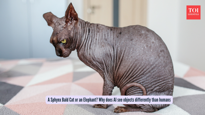 A Sphynx Bald Cat or an Elephant? Why does AI see objects differently than humans