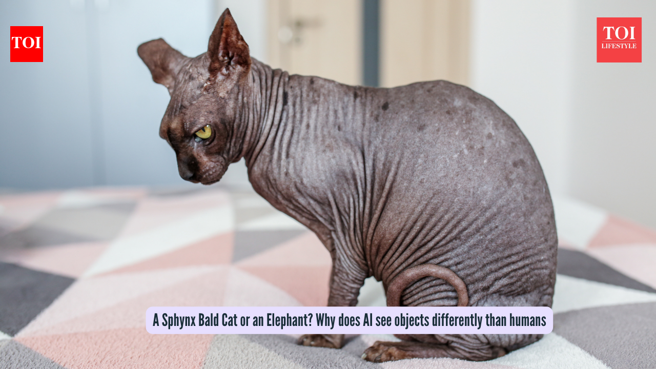 A Sphynx Bald Cat or an Elephant? Why does AI see objects differently than humans