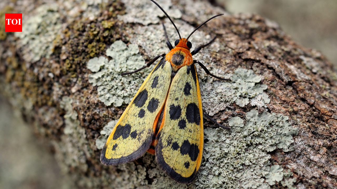 'Caulocera Hollowayi and Asura Buxa': Indian scientists discover two new lichen moth species