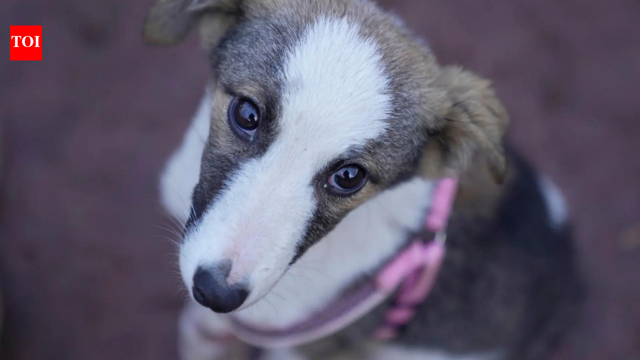 Nearly 100 stray dogs poisoned to death in Telangana village