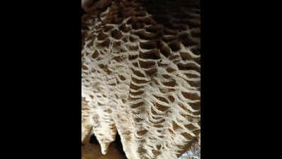 Rtd principal rediscovers long-forgotten cave near Pithoragarh