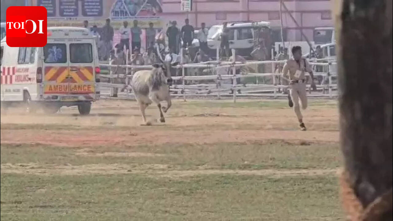 Stray bull breaches security near helipad ahead of CM’s arrival