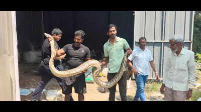 10.5 ft long Indian rock python rescued from scrap shop in Uran, Navi Mumbai