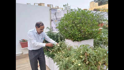 Septuagenarian’s ‘lab of natural farming’ thrives on rooftop in Jagamara