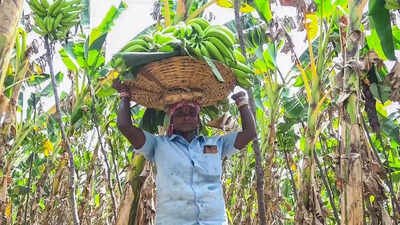 IMD issues rain forecast, warning for cultivators