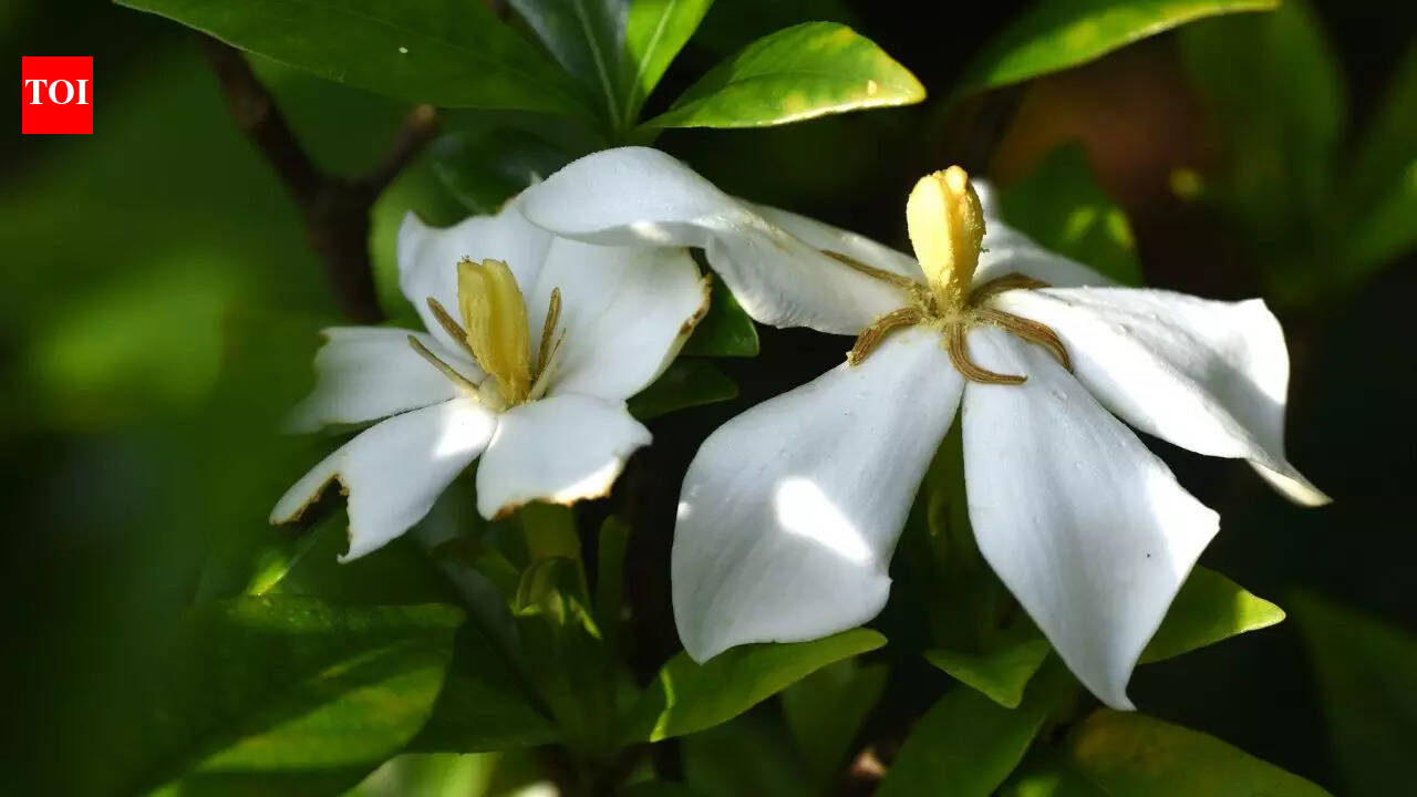 7 stunning flowers that bloom at night and fill gardens with aroma