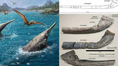 11-year-old girl’s fossil find reveals giant 202-million-year-old marine reptile, scientists name it Ichthyotitan severnensis