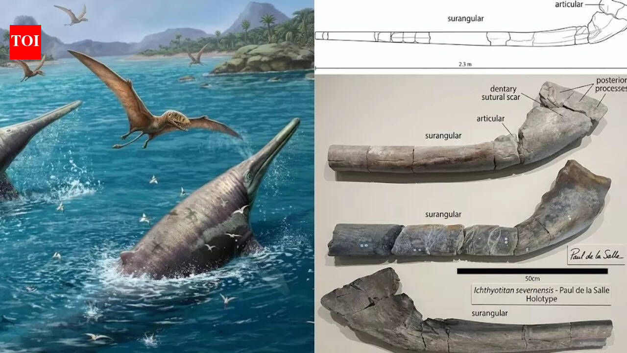 11-year-old girl’s fossil find reveals giant 202-million-year-old marine reptile, scientists name it Ichthyotitan severnensis