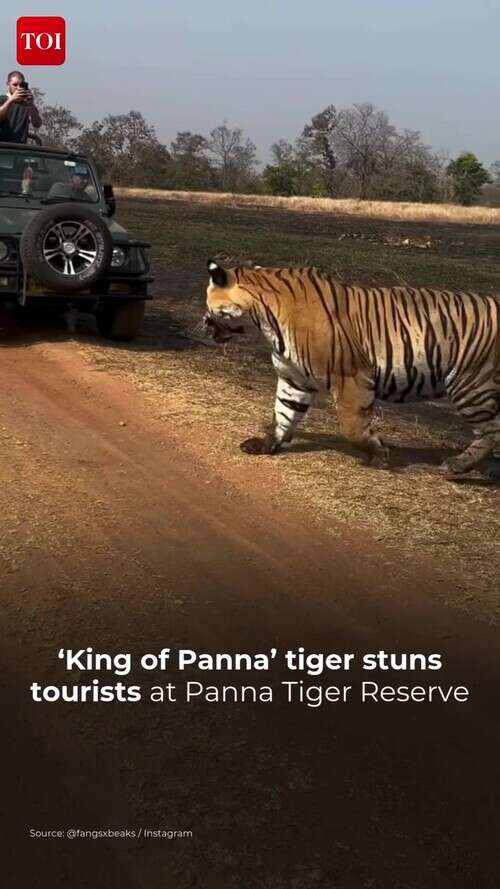 Tourists Spot Majestic Tiger &lsquo;King of Panna&rsquo; at Panna Tiger Reserve