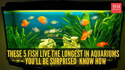 These 5 fish live the longest in aquariums – you’ll be surprised  know how
