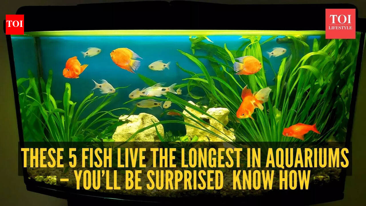 These 5 fish live the longest in aquariums – you’ll be surprised  know how