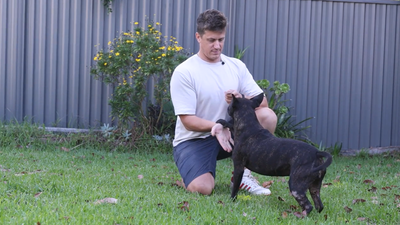  Tech executive uses ChatGPT to create cancer vaccine that saved his dog’s life