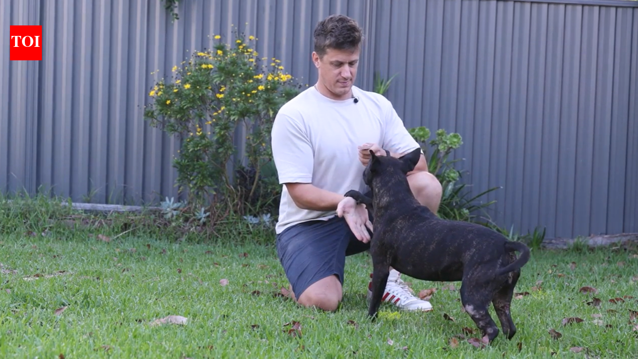 AI’s finest hour: Tech executive uses ChatGPT to create cancer vaccine that saved his dog’s life