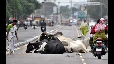 AP launches free FMD vaccination campaign for cattle, buffaloes