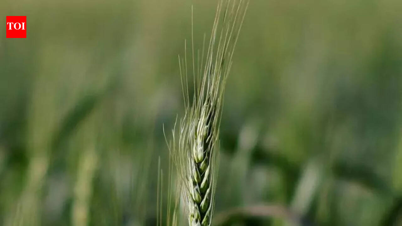 Insurers ‘profiting’, farmers losing under crop scheme: INLD’s Sampat Singh