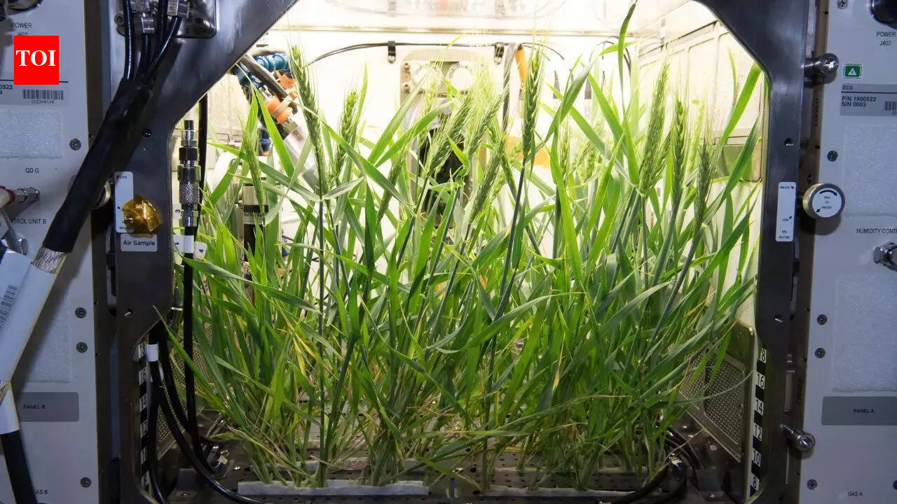 Scientists say human waste could help grow food on the Moon and Mars