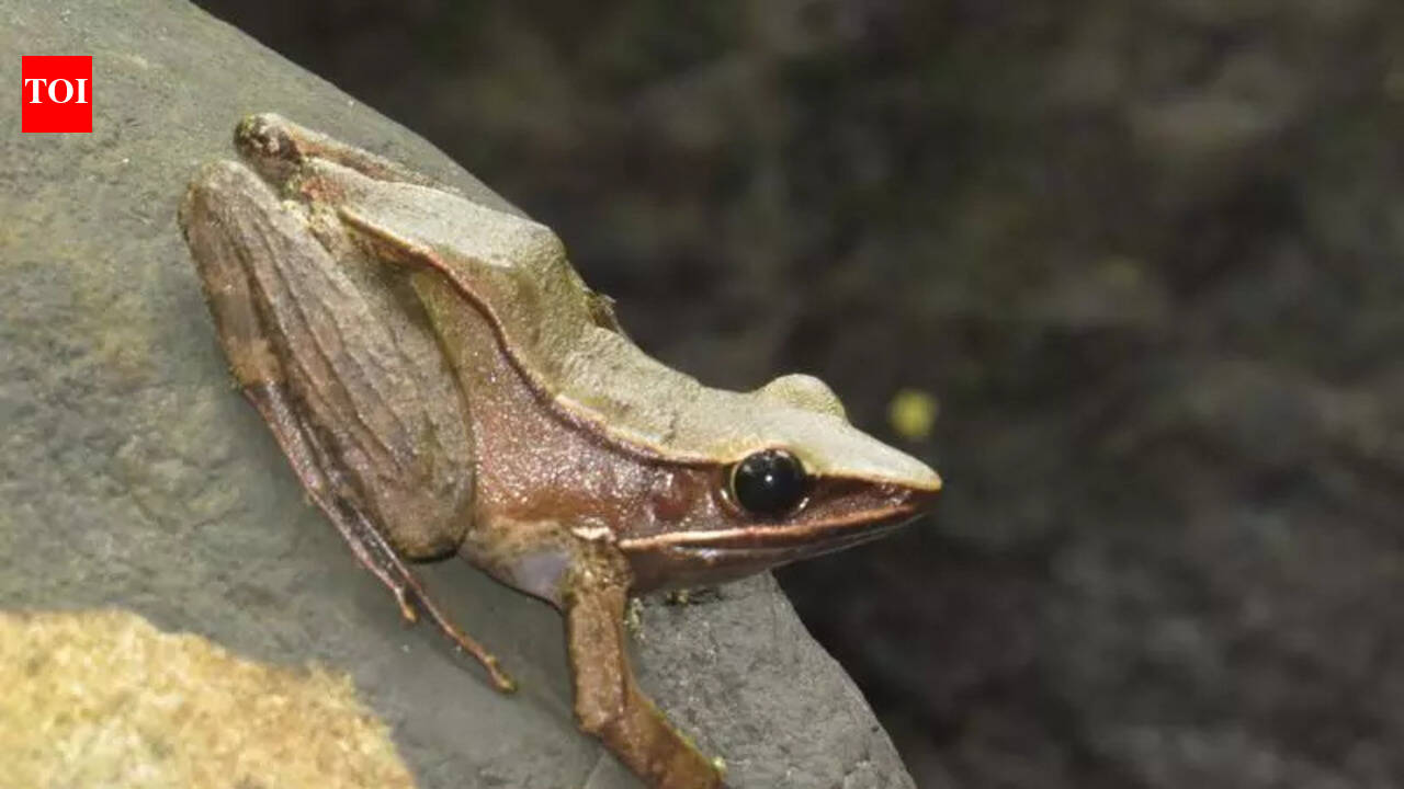 Researchers discover 9 new species at Megamalai Wildlife Sanctuary in southern Western Ghats