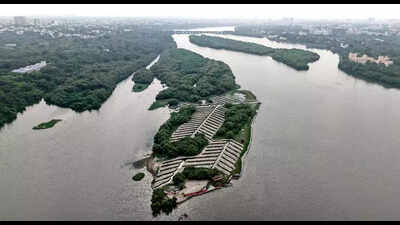 Forest officials complete third phase of mangrove sapling planting along Old Mahabalipuram Road in Chennai