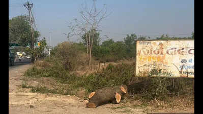 Greens approach NGT over cutting of over 700 trees for road widening