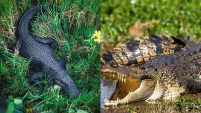 The only place on Earth where crocodiles and alligators live together