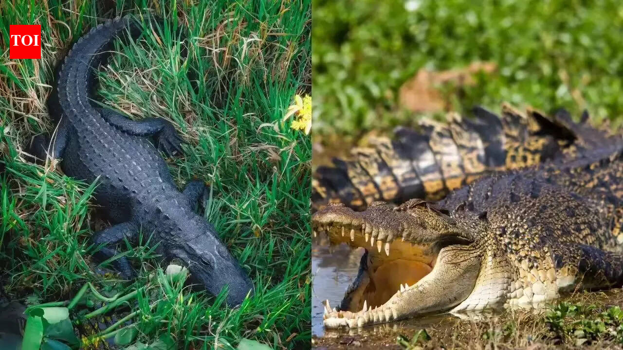 The only place on Earth where crocodiles and alligators live together