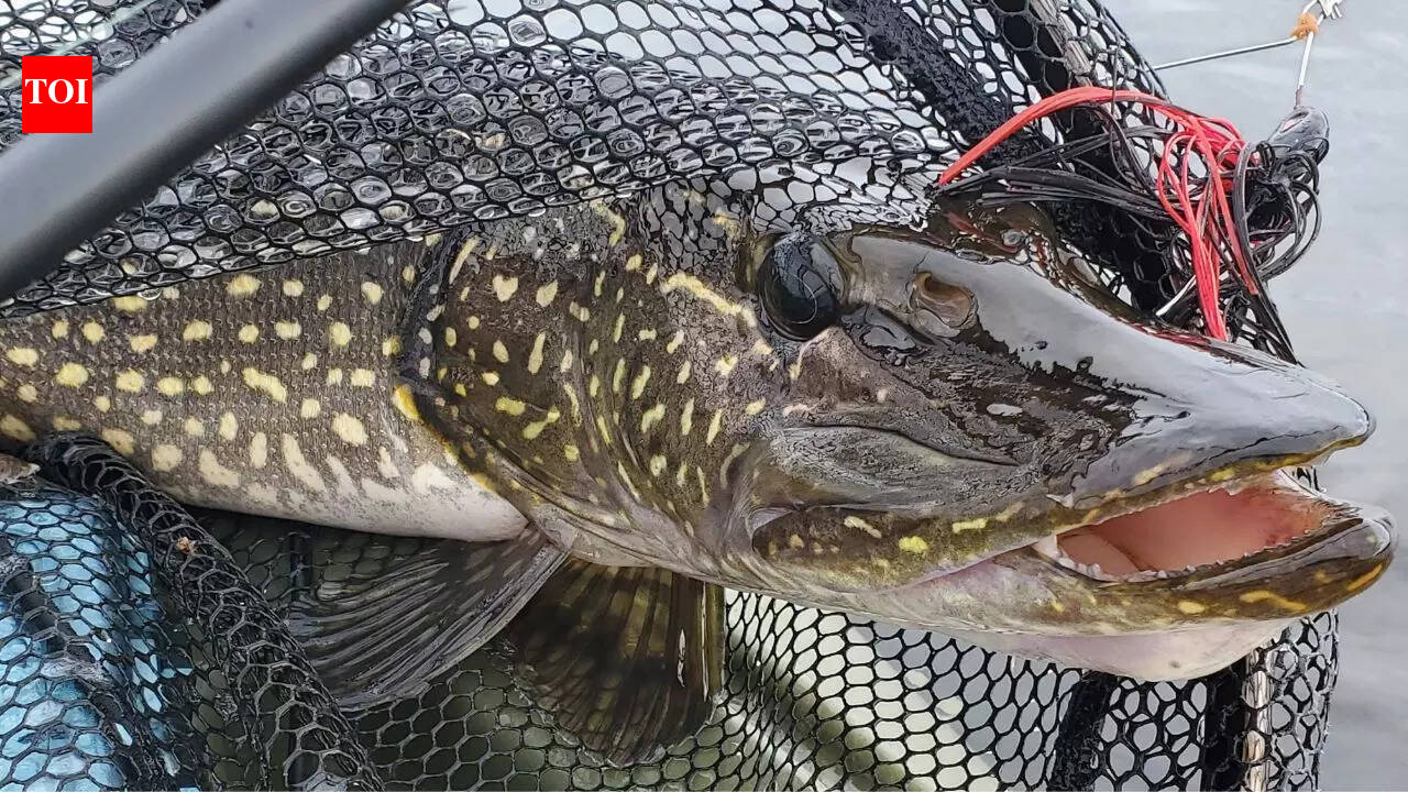 Meet the Northern Pike fish: The freshwater predator that lays 500,000 eggs in a single spawn and grows over a meter