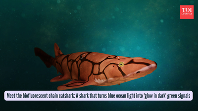 A shark that turns blue ocean light into 'glow in dark' green signals
