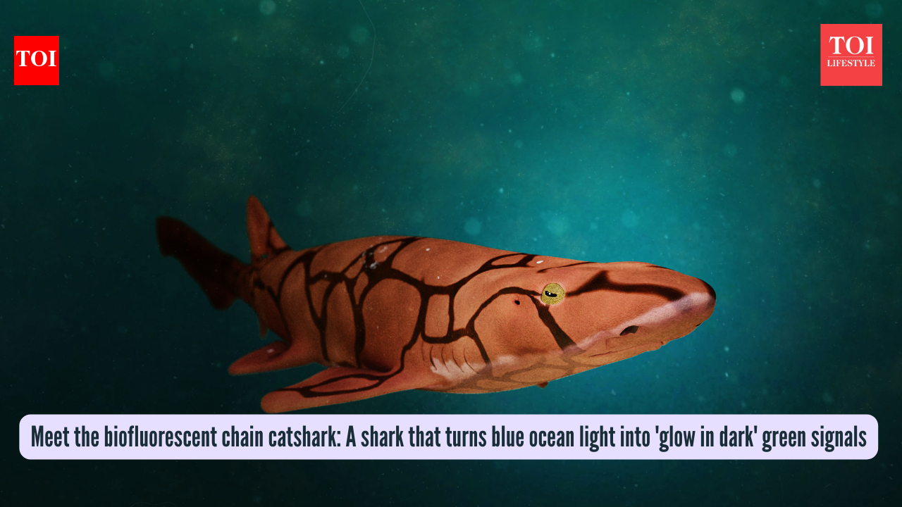 Meet the biofluorescent chain catshark: A shark that turns blue ocean light into 'glow in dark' green signals