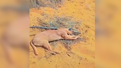 Endangered Caracal killed, burnt in Jaisalmer border area; one detained