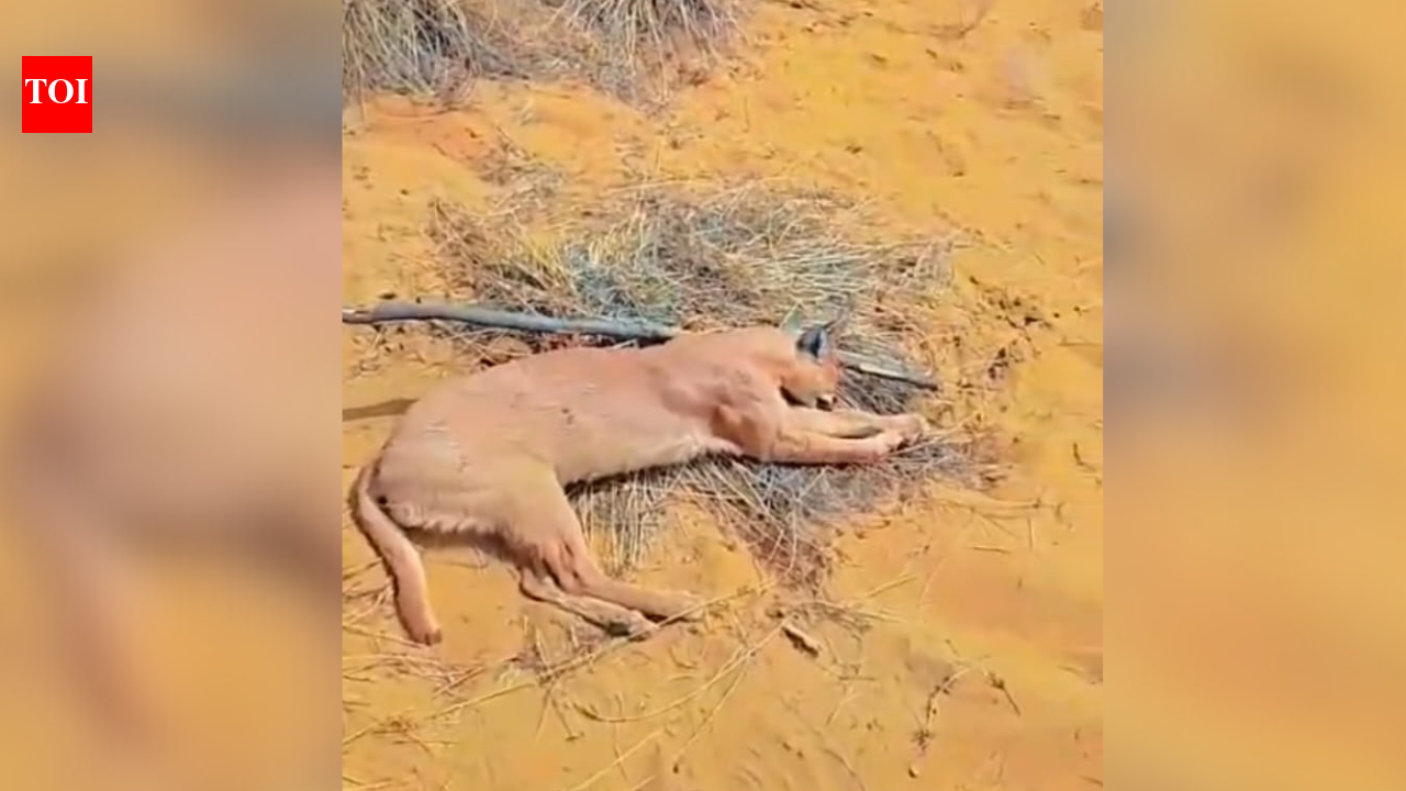 Endangered Caracal killed, burnt in Jaisalmer border area; one detained
