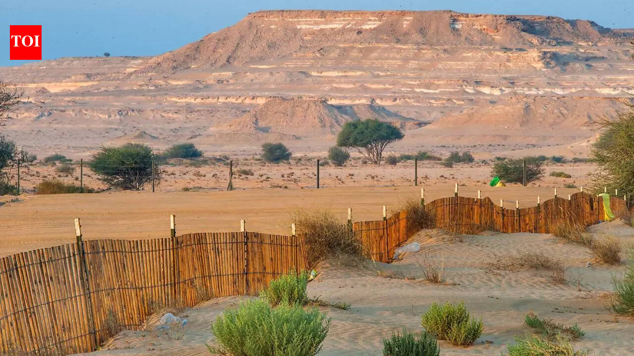 This country has almost no natural forests, and the reason might surprise you