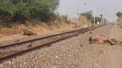 6 camels killed while crossing railway tracks in Jaisalmer