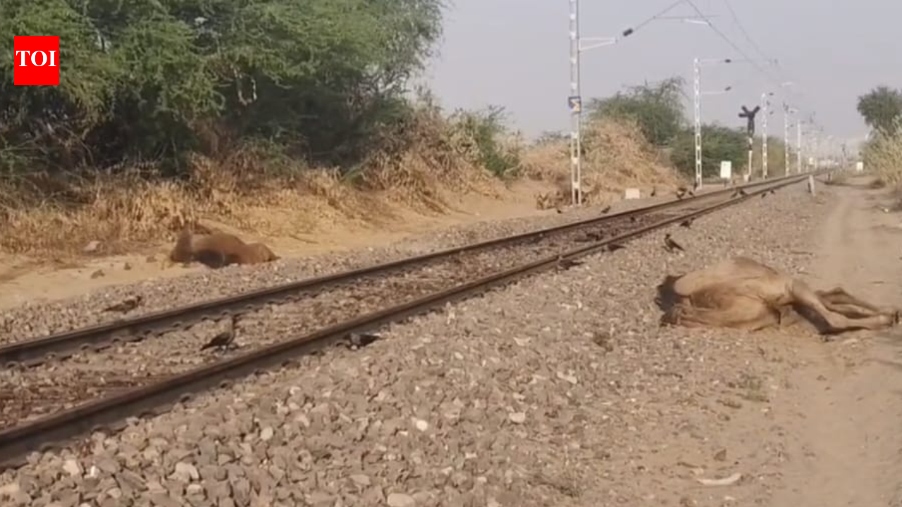 6 camels killed while crossing railway tracks in Jaisalmer