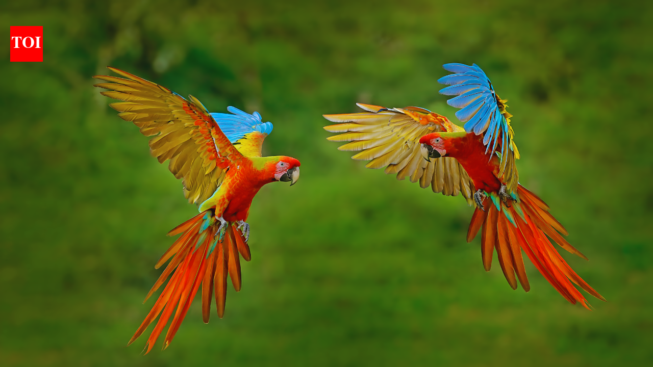 दुनिया में सबसे अधिक पक्षी प्रजातियों वाले 10 देश; भारत ने भी एक स्थान सुरक्षित कर लिया है