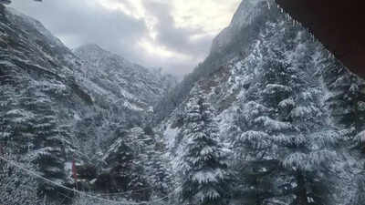 Snow, rain bring cheer to apple growers in Uttarkashi