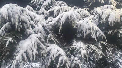 Snow, rain bring cheer to apple growers in Uttarkashi