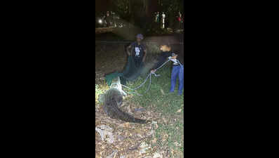 10-foot-long marsh crocodile rescued from IIT-Bombay campus