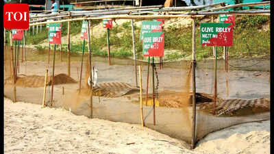 HC issues notice to Centre seeking protestion of Vagator olice ridley  turtle nesting