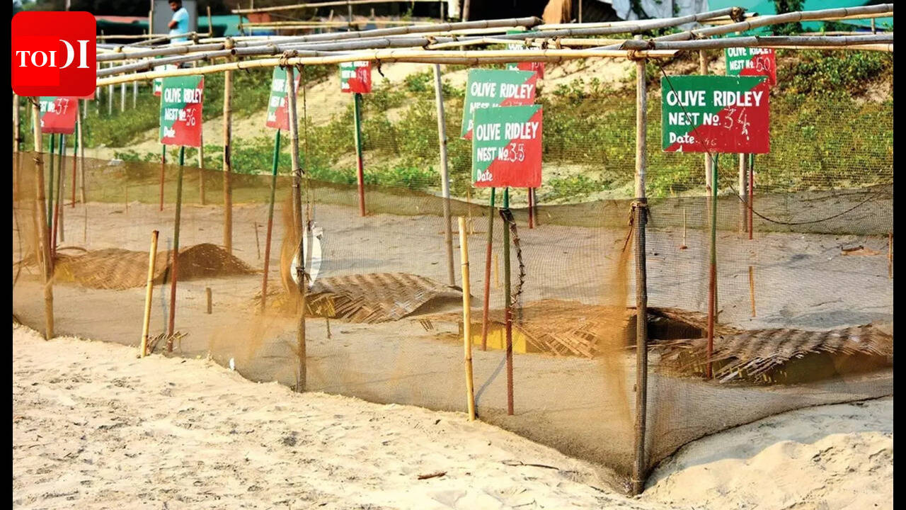 HC issues notice to Centre seeking protestion of Vagator olice ridley turtle nesting