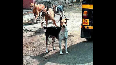 RMC intensifies dog sterilisation, urges owners to register pets