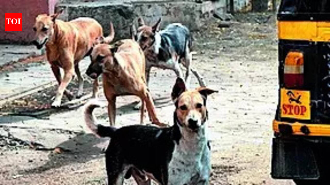 RMC intensifies dog sterilisation, urges owners to register pets