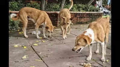 Corporator seeks animal birth control centre in each ward